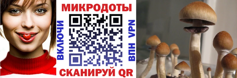 купить наркотики цена Мурино Псилоцибиновые грибы прущие грибы